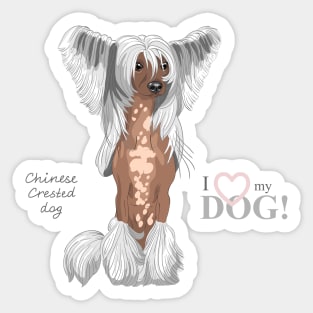 Chinese crested dog Sticker